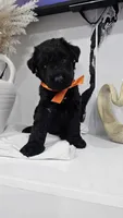 ORANGE, a female Giant Schnauzer for sale in Opa Locka, FL – 2 of 4