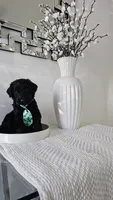 GREEN , a male Giant Schnauzer for sale in Opa Locka, FL – 2 of 4