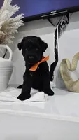 ORANGE, a female Giant Schnauzer for sale in Opa Locka, FL – 4 of 4