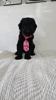 PINK, a female Giant Schnauzer for sale in Opa Locka, FL – 1 of 3