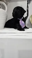 PURPLE , a female Giant Schnauzer for sale in Opa Locka, FL – 3 of 4