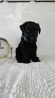 LIGHT GREEN , a male Giant Schnauzer for sale in Opa Locka, FL – 3 of 3