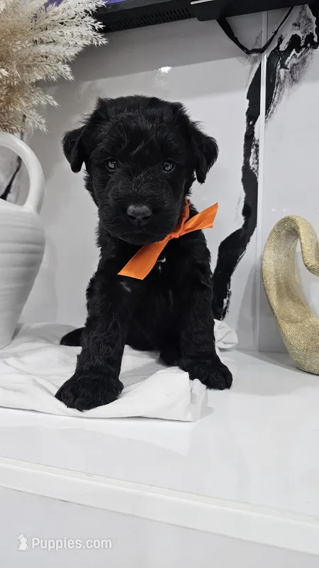 ORANGE – Giant Schnauzer puppy for sale in Opa Locka, FL