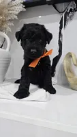 ORANGE, a female Giant Schnauzer for sale in Opa Locka, FL – 1 of 4