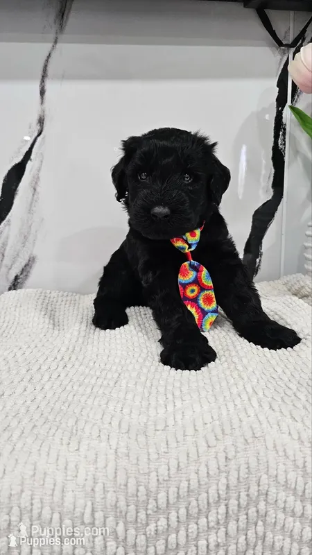 RED – Giant Schnauzer puppy for sale in Opa Locka, FL