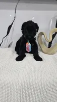 LIGHT BLUE, a male Giant Schnauzer for sale in Opa Locka, FL – 2 of 3