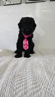 PINK, a female Giant Schnauzer for sale in Opa Locka, FL – 2 of 3