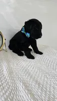 LIGHT GREEN , a male Giant Schnauzer for sale in Opa Locka, FL – 2 of 3