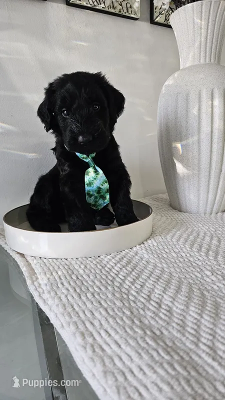 GREEN  – Giant Schnauzer puppy for sale in Opa Locka, FL
