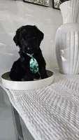 GREEN , a male Giant Schnauzer for sale in Opa Locka, FL – 1 of 4