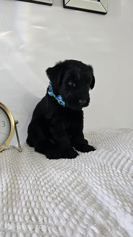 LIGHT GREEN  – Giant Schnauzer puppy for sale in Opa Locka, FL