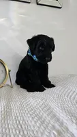 LIGHT GREEN , a male Giant Schnauzer for sale in Opa Locka, FL – 1 of 3