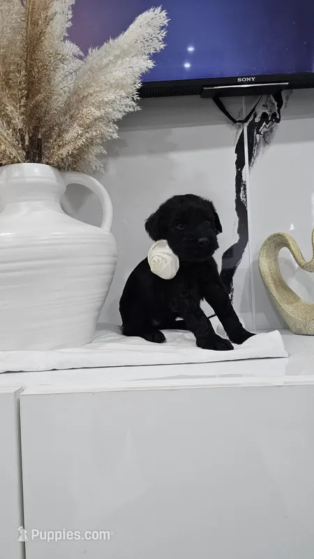 BEIGE – Giant Schnauzer puppy for sale in Opa Locka, FL