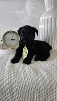 YELLOW , a male Giant Schnauzer for sale in Opa Locka, FL – 2 of 3