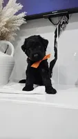 ORANGE, a female Giant Schnauzer for sale in Opa Locka, FL – 3 of 4