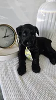YELLOW , a male Giant Schnauzer for sale in Opa Locka, FL – 3 of 3