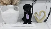 PURPLE , a female Giant Schnauzer for sale in Opa Locka, FL – 4 of 4