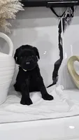 BEIGE, a female Giant Schnauzer for sale in Opa Locka, FL – 4 of 4