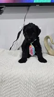 LIGHT BLUE, a male Giant Schnauzer for sale in Opa Locka, FL – 1 of 3