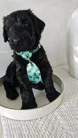 GREEN , a male Giant Schnauzer for sale in Opa Locka, FL – 4 of 4