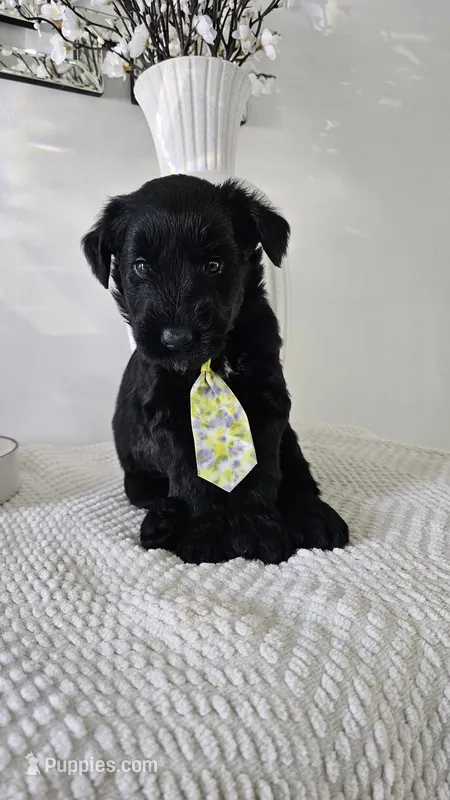 YELLOW  – Giant Schnauzer puppy for sale in Opa Locka, FL