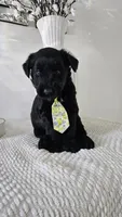 YELLOW , a male Giant Schnauzer for sale in Opa Locka, FL – 1 of 3