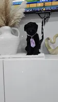 PURPLE , a female Giant Schnauzer for sale in Opa Locka, FL – 2 of 4