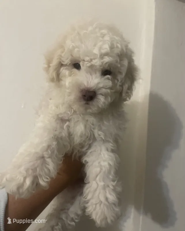 Princess  – Poodle - Toy  puppy for sale in Los Angeles, CA