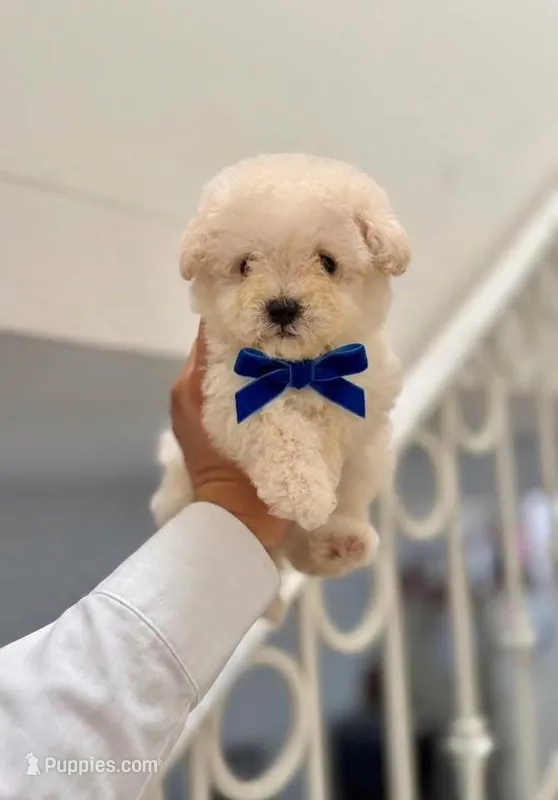 Toto – Maltipoo puppy for sale in Los Angeles, CA