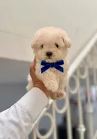Toto, a male Maltipoo for sale in Los Angeles, CA – 1 of 1