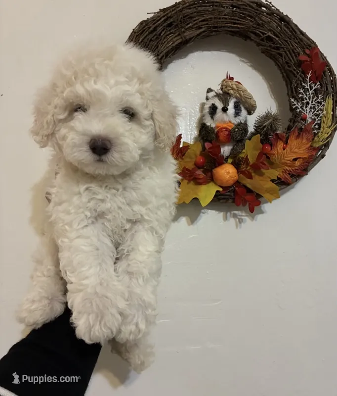 Daisy – Poodle - Toy  puppy for sale in Los Angeles, CA
