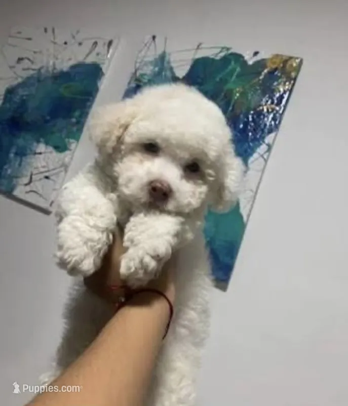 Toto – Poodle - Toy  puppy for sale in Los Angeles, CA