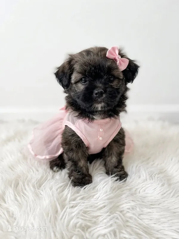 Princess  – Maltipoo puppy for sale in Los Angeles, CA