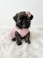 Princess , a female Maltipoo for sale in Los Angeles, CA – 1 of 1