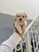 Daisy, a female Maltipoo for sale in Los Angeles, CA – 1 of 1