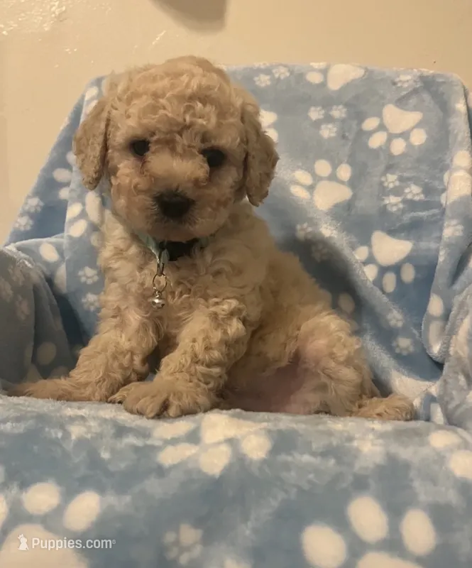 Yoyo – Poodle - Toy  puppy for sale in Los Angeles, CA