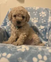 Yoyo, a male Poodle - Toy  for sale in Los Angeles, CA – 1 of 1