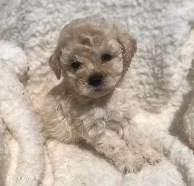 Princess  – Poodle - Toy  puppy for sale in Los Angeles, CA
