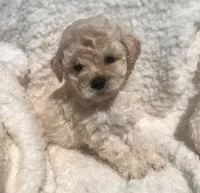 Princess , a female Poodle - Toy  for sale in Los Angeles, CA – 1 of 1