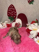 strawberry , a female Miniature Aussiedoodle for sale in Austin, TX – Photo 2 of 3