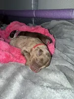 strawberry , a female Miniature Aussiedoodle for sale in Austin, TX – Photo 3 of 3