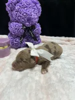 strawberry , a female Miniature Aussiedoodle for sale in Austin, TX – Photo 1 of 3