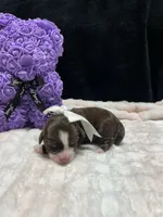 love, a female Miniature Aussiedoodle for sale in Austin, TX – Photo 1 of 2