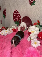 love, a female Miniature Aussiedoodle for sale in Austin, TX – Photo 2 of 2