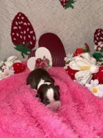 kisses, a female Miniature Aussiedoodle for sale in Austin, TX – Photo 2 of 2