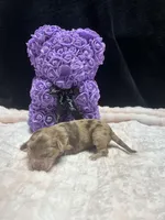 bear, a male Miniature Aussiedoodle for sale in Austin, TX – Photo 2 of 2