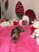 bear, a male Miniature Aussiedoodle for sale in Austin, TX – Photo 1 of 2