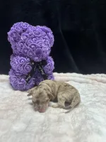 Cupid, a male Miniature Aussiedoodle for sale in Austin, TX – Photo 1 of 2