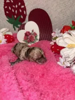 Cupid, a male Miniature Aussiedoodle for sale in Austin, TX – Photo 2 of 2