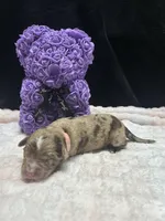 sweetheart , a male Miniature Aussiedoodle for sale in Austin, TX – Photo 2 of 2